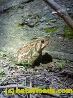/home//u458753944/public_html/sourcegallery//////Roxborough Toad Detour/2013-2019/2013/2013-04-09/P1120186.JPG